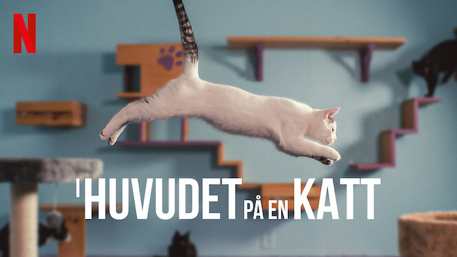 I huvudet på en katt